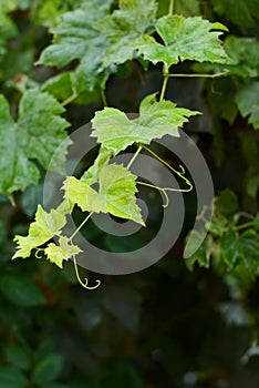 A bunch of blue grapes. Harvest. Fresh summer fruits. Sweet fruit dessert. Grape vine on a dark background after a rain