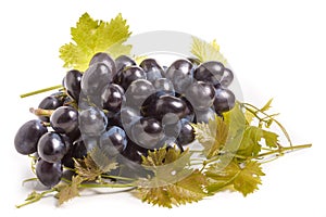 Bunch of blue grapes with leaf isolated on white background