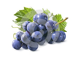 Bunch of blue grapes with leaves isolated on white background. Package design element with clipping path