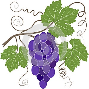 Bunch of blue grapes