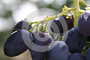 Bunch of blue grapes macro