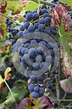 Bunch of blue grapes on a vine