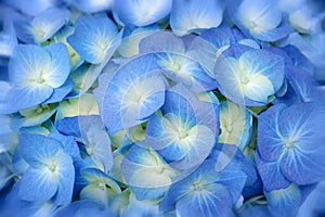 Blu primavera fiori 