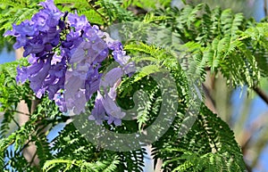 A bunch of blue jacaranda flowers against a background of bright green foliage