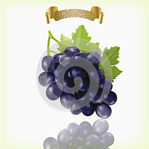 Bunch of blue, purple, black Isabella grapes with vine leaves isolated on white background. Realistic, fresh, natural