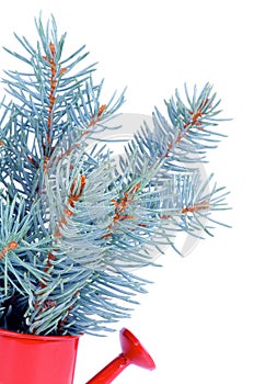 Bunch of Blue Spruce Branch