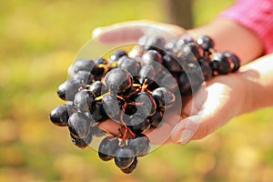 Bunch of blue wine grapes in the hands of the winemaker.