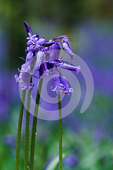 Bunch of bluebells