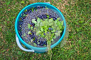 The bunch of blueberries on the bucket with berries.