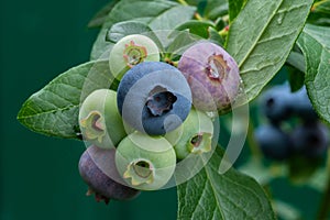 A bunch of blueberries of varying maturity on a bush.