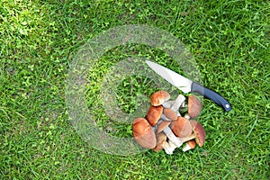 bunch of boletus, orange-cap boletus and knife are on the grassd