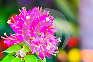 A bunch of bougainvillea flowers