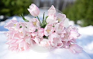 Bunch, bouquet of pink beautiful pastel tulips, flowers on white snow. Hello, welcome spring concept. Warm weather came. Melting