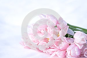 Bunch, bouquet of pink beautiful pastel tulips, flowers on white snow. Hello, welcome spring concept. Warm weather came. Melting