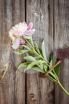 Bunch, bouquet of pink peonies on a wooden background. Frame of flowers