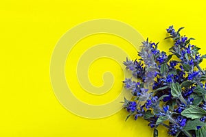 Bunch of bright blue field flowers on the right side of yellow background