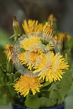 Bunch of bright colorful dandelions, flowers closeup, natural background, concept of spring, summer, holidays and gifts