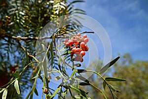 Bunch of bright pink color fruits of Schinus molle or Peruvian pepper on the tree against sunny blue sky