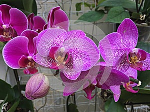 A Bunch of Bright Pink Orchids