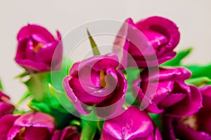 Bunch of bright pink tulips with green leaves, macro