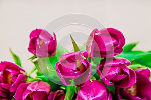 Bunch of bright pink tulips with green leaves, macro