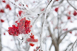 Bunch of bright red orange rowan berries growing on tall tree snow capped with other branches in background in daytime