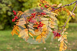 Bunch of bright red ripe rowan berries with yellow leaves on the blur green background is in a park in autumn
