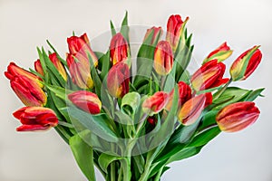 Bunch of bright red spring tulips in small vase isolated