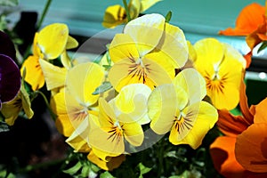 Bunch of bright yellow blooming pansies