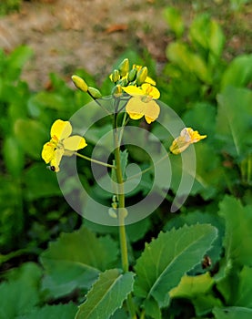 The Bunch of Bright Yellow Flower of Rapeseed Plant blooming in garden