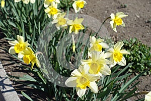 Bunch of bright yellow flowers of narcissuses