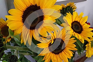 A bunch of Bright yellow Sunflowers