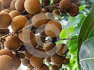 Buah lengkeng or longan fruit in the tree