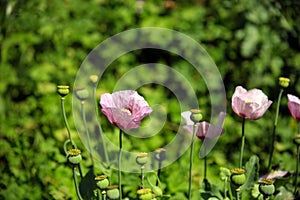 A bunch of buds and corollas of pink poppies (Papaver somniferum) against the green field