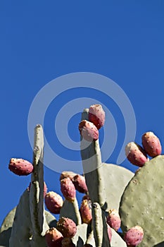 Bunch of cactus fruits