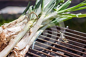 Bunch of calÃ§ots (or scallions or leeks) prepared on the grill. photo