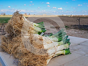 Bunch of calsots, typical sweet onion known as \