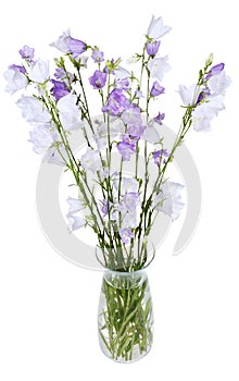 Bunch of campanula bellflower in glass vase