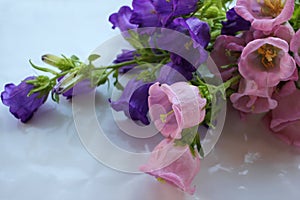 Bunch of Campanula champion pink, purple Canterbury Bells, or Bellflower on white background. Close-up of bell-shaped flowers.