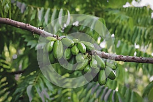 A bunch of Carambola wuluh Averrhoa bilimbi fruit in a tree.