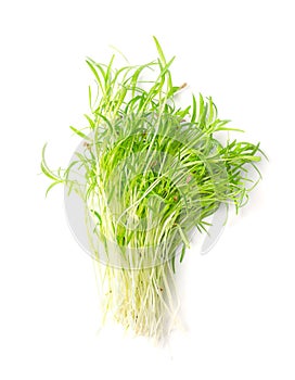 Bunch of fresh carrot microgreens, raw and sprouted Daucus carota photo