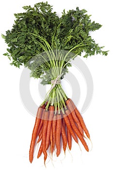 Bunch of Carrots