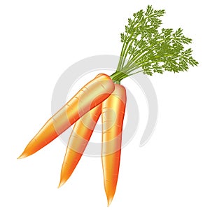 Bunch of carrots