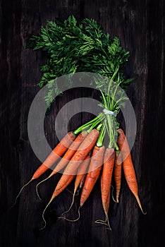 Bunch of carrots with fresh green leaves on a dark rustic wooden