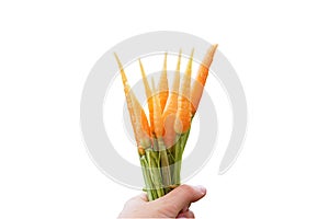 A bunch of carrots in hand. Isolated