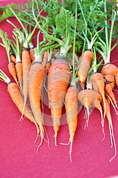 A bunch of carrots on red background