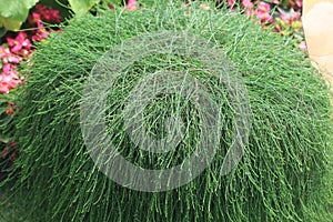 Bunch of casuarina tree leaves decorated in park