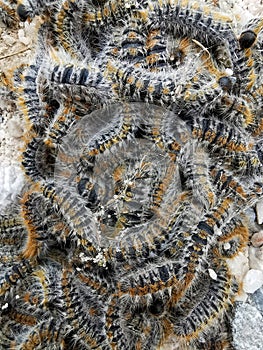 Bunch of caterpillars on the ground