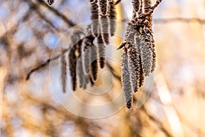 Bunch of catkins hanging fro a tree