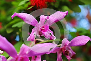 Bunch of cattleya orchids flowers